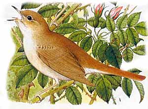 Picture of a nightingale